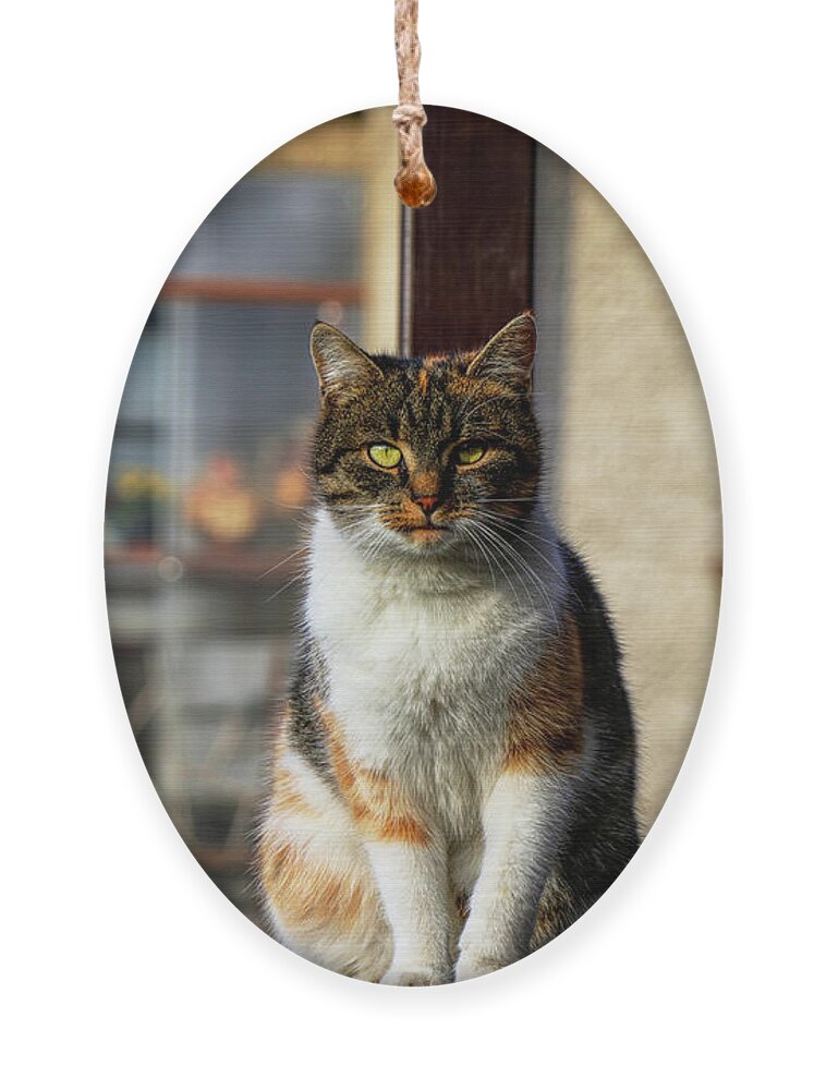 Liza Ornament featuring the photograph Domestic stylish kitten sitting in the corner. Plump cat watchs some move in garden. Intelligent cute cat. Interesting cat face. Serious Felis catus by Vaclav Sonnek