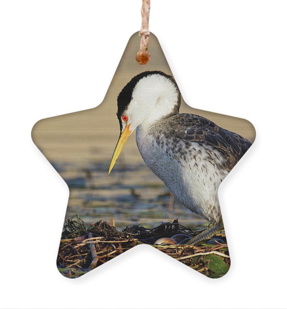 Don't Count Your Grebes... Ornament featuring the photograph Don't Count Your Grebes... -- Clark's Grebe Nest with Eggs at Santa Margarita Lake, California by Darin Volpe