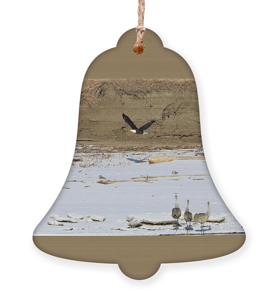 Eagle Ornament featuring the photograph Don't Turn Your Back by Paula Guttilla