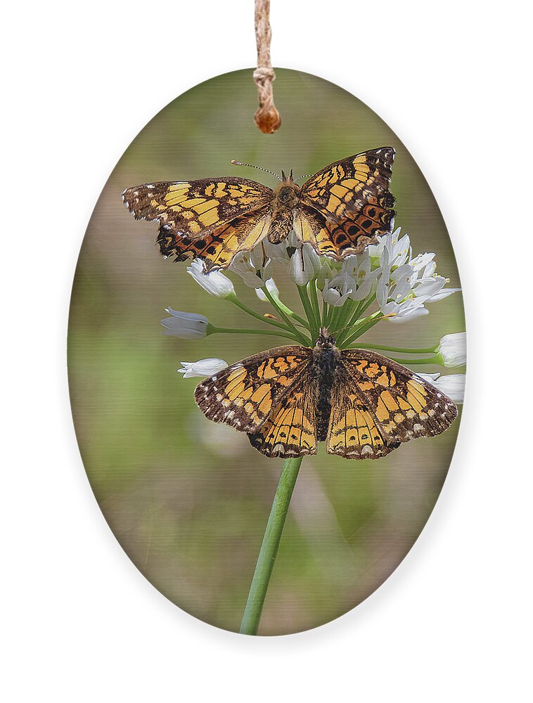 Butterfly Ornament featuring the photograph Double Duty by Pam Rendall