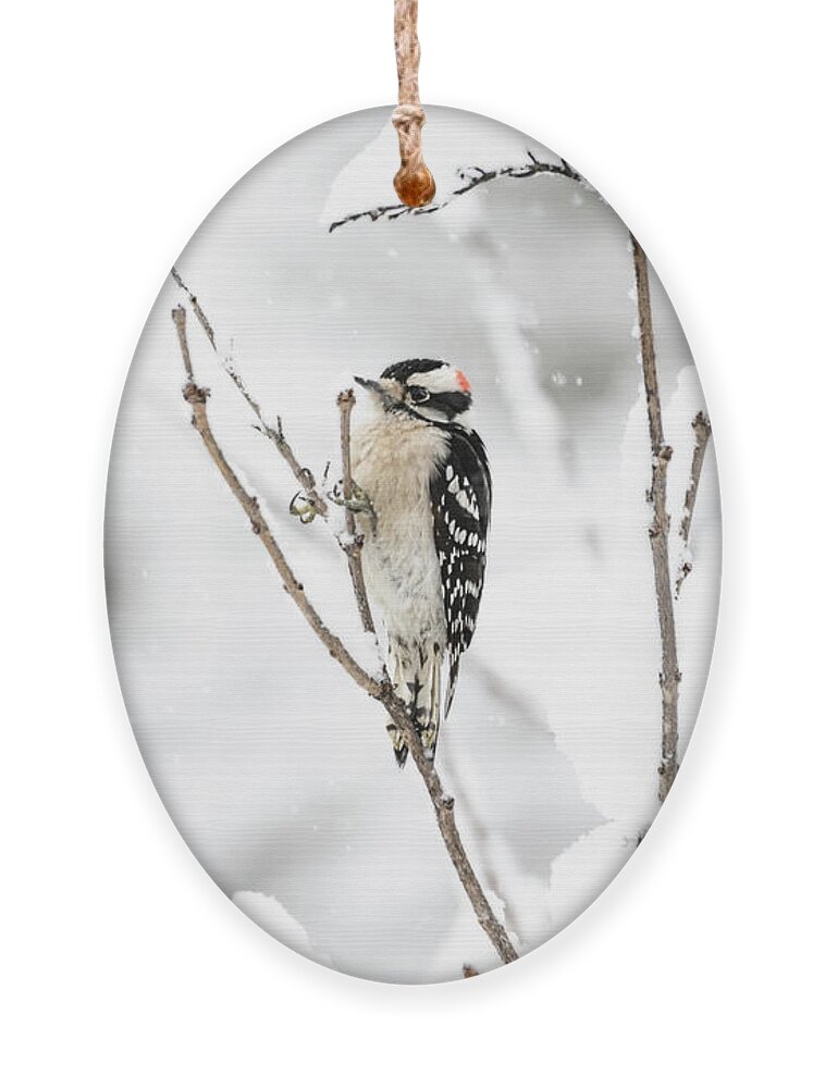 Downy Woodpecker Ornament featuring the photograph Downy In A Snow Storm by Lara Ellis