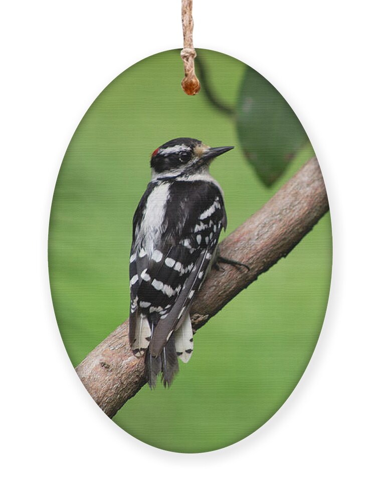 Bird Ornament featuring the photograph Downy Woodpecker by Geoff Jewett
