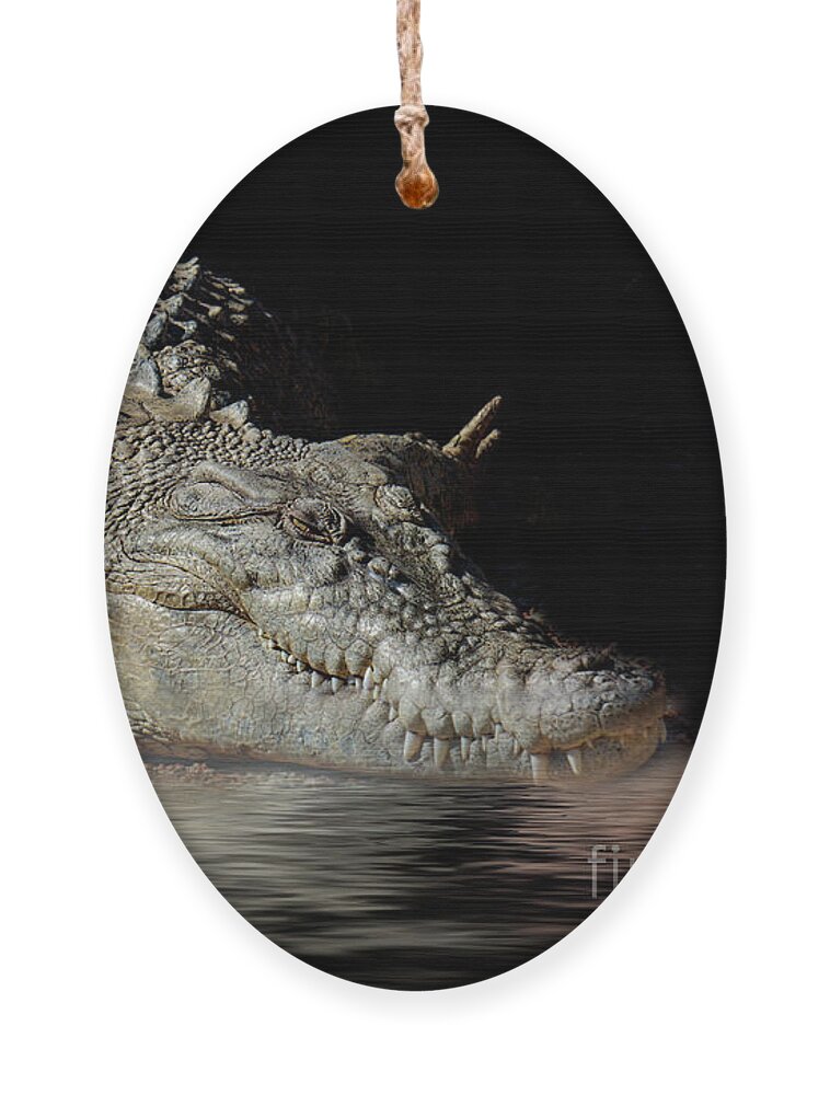 Crocodile Ornament featuring the photograph Dozy Crocodile by Elaine Teague
