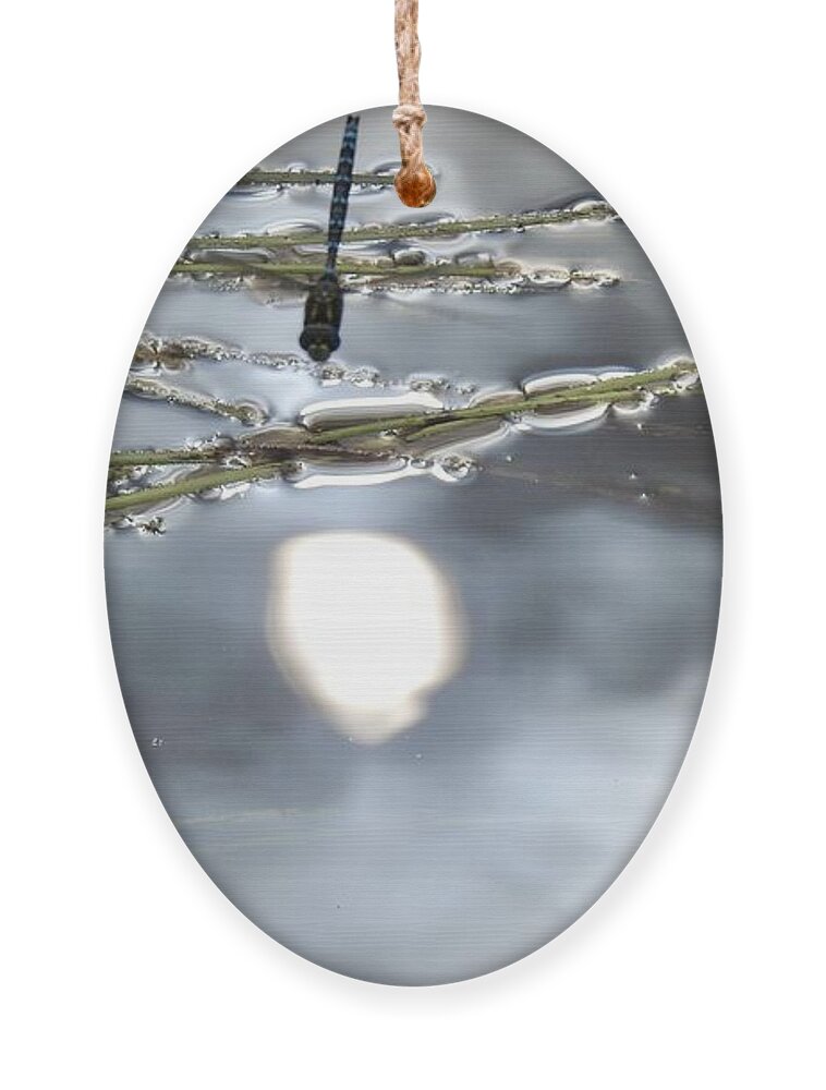 Sun Reflected Ornament featuring the photograph Dragonfly talks to the Sun by Nicola Finch