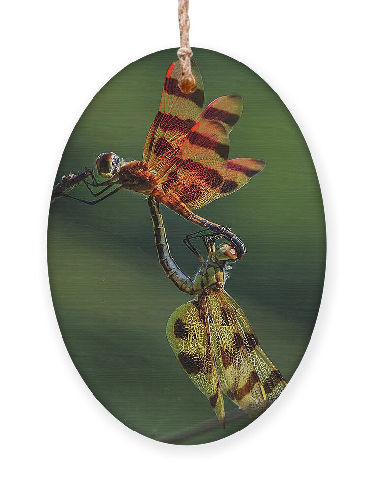 Dragonfly Ornament featuring the photograph Dragonfly Wheel by Grant Twiss