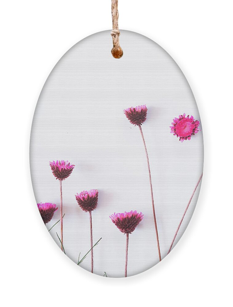 Dry Flowers Ornament featuring the photograph Dry purple floral bouquet on white background. by Michalakis Ppalis