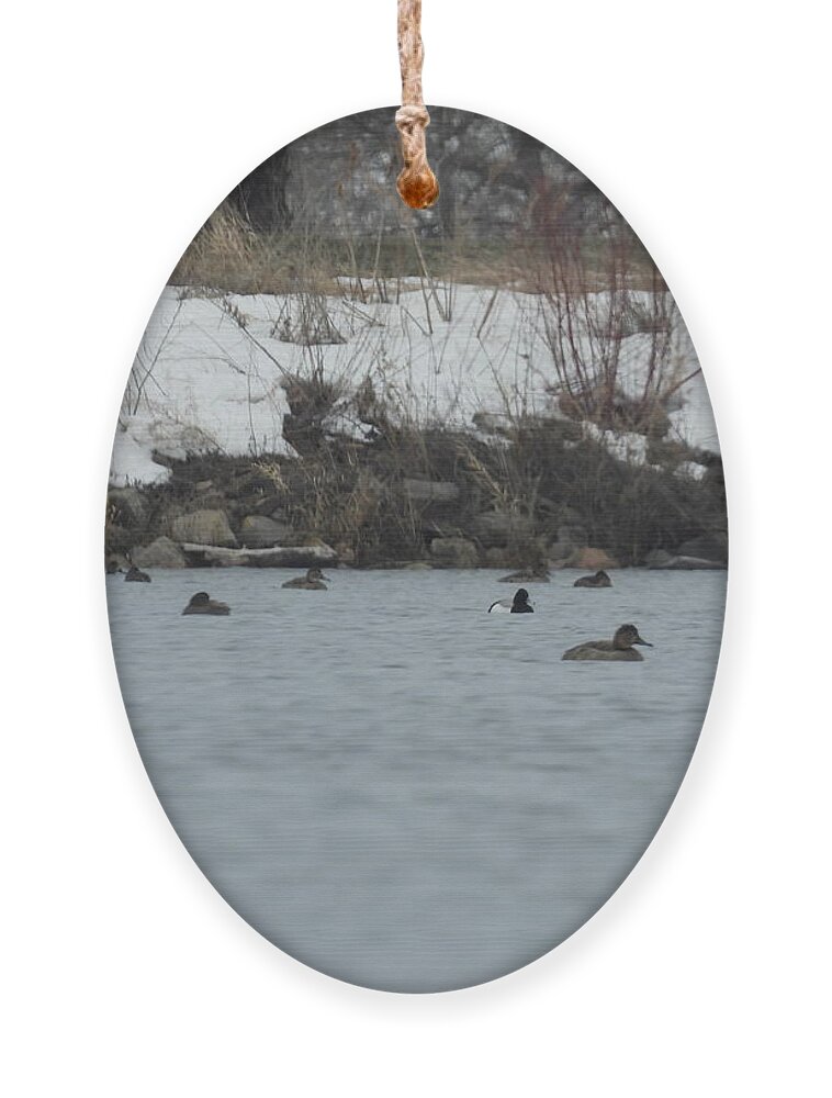 Spring Ornament featuring the photograph Ducks On The Water by Amanda R Wright