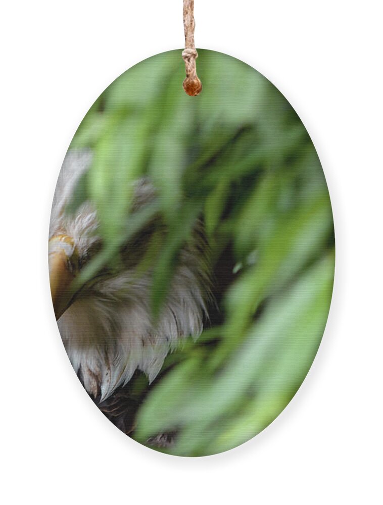 Eagle Ornament featuring the photograph Eagle 1 by Deborah M