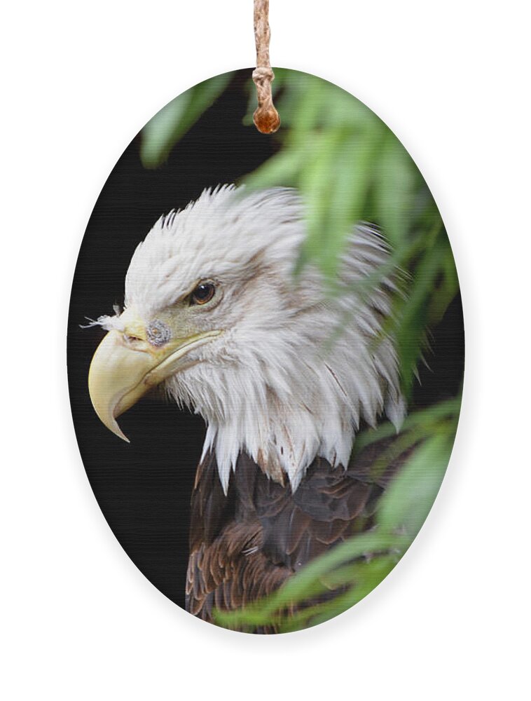 Eagle Ornament featuring the photograph Eagle 2 by Deborah M