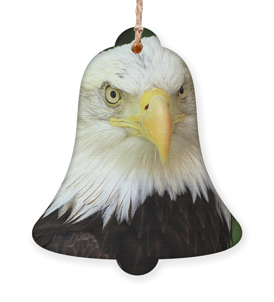 Eagle Ornament featuring the photograph Eagle by Paula Guttilla