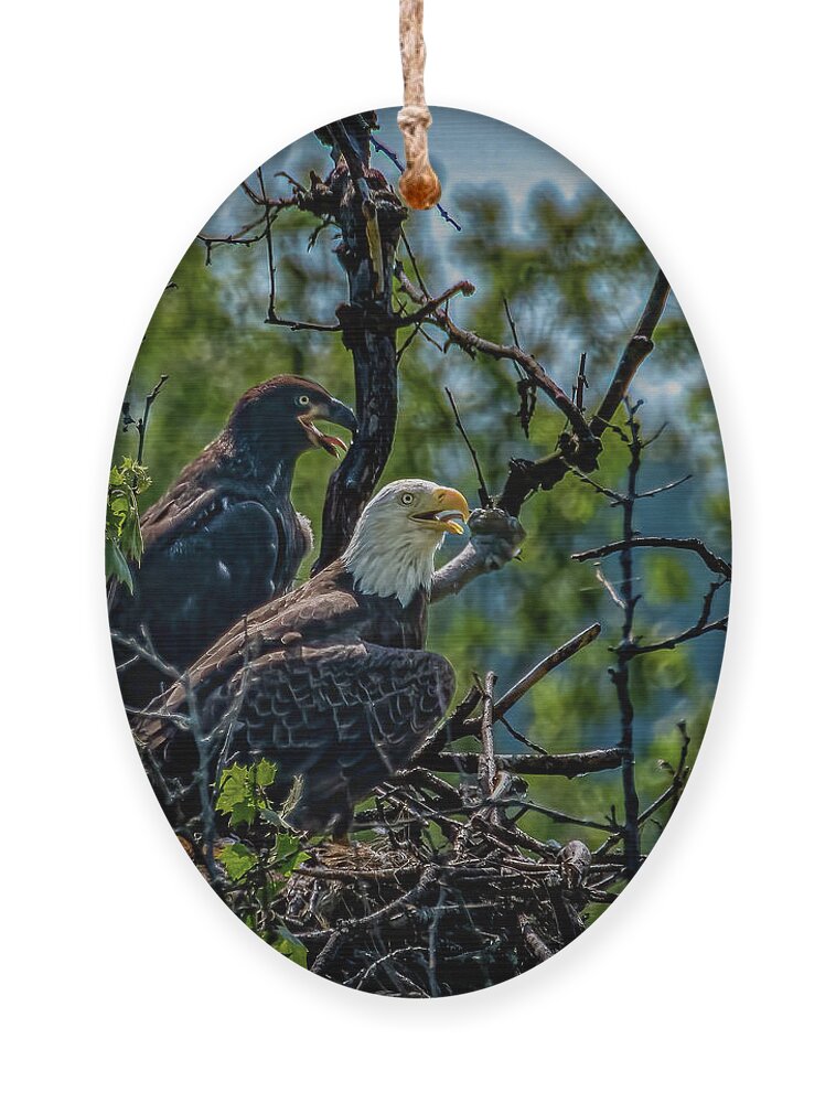 Eaglet Ornament featuring the photograph Eaglet After by Brian Shoemaker