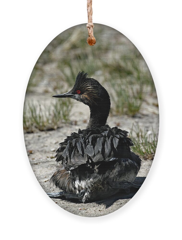 Utah Ornament featuring the photograph Eared Grebe On Antelope Island by Jennifer Robin