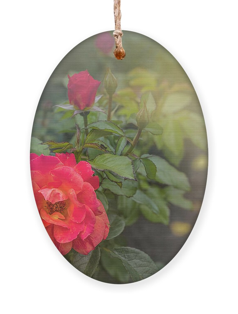 Rose Ornament featuring the photograph Early Morning Roses by Shelia Hunt