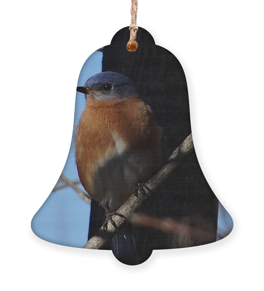 Winter Ornament featuring the photograph Eastern Bluebird at Traditions by Christopher Plummer