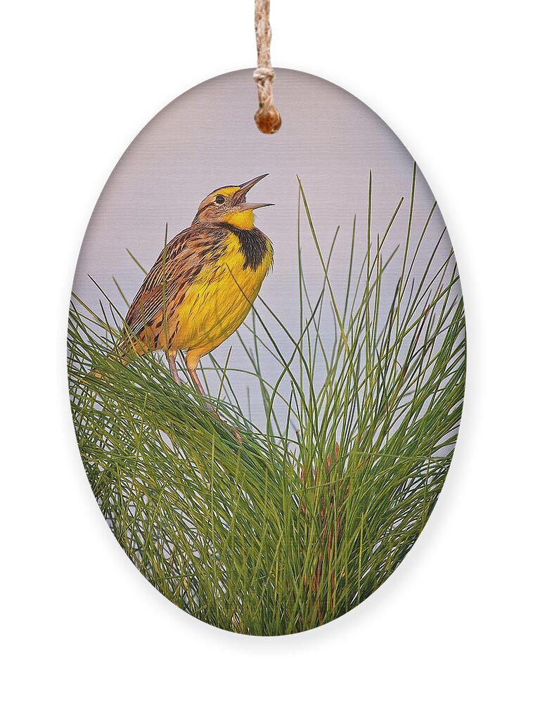 Bird Ornament featuring the photograph Eastern Meadowlark by Steve DaPonte
