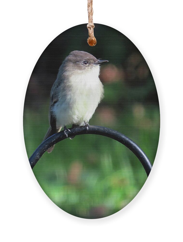 Birds Ornament featuring the photograph Eastern Phoebe by Linda Stern