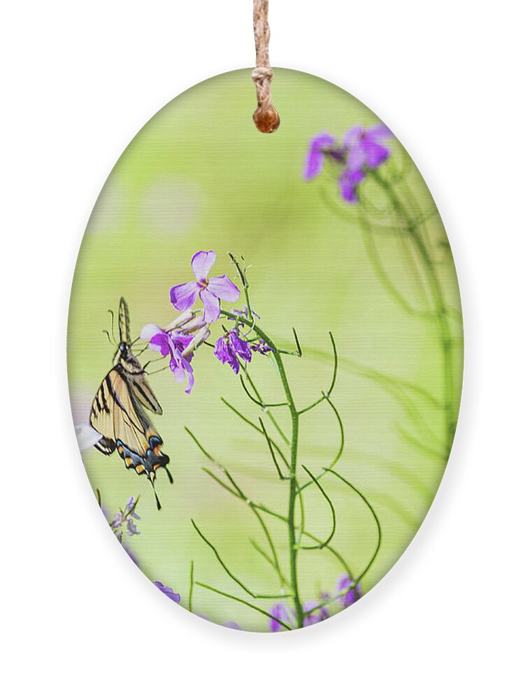 Animals Ornament featuring the photograph Eastern Tiger Swallowtail Butterfly - Nature Photography by Amelia Pearn
