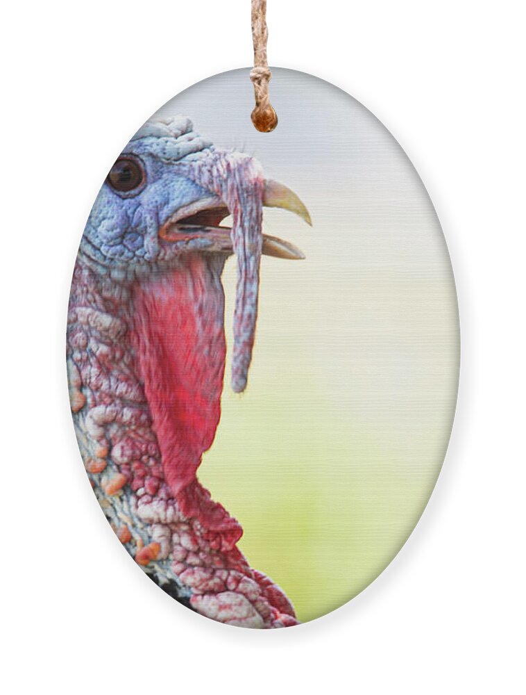 Turkey Ornament featuring the photograph Eastern Tom Turkey Portrait by Bob Decker