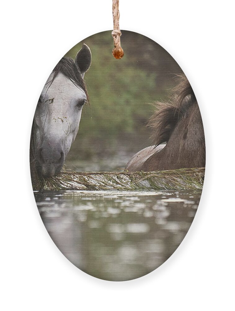Salt River Wild Horses Ornament featuring the photograph Eel Grass Time by Shannon Hastings
