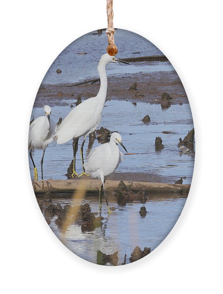 Snowy Egrets Ornament featuring the photograph Egrets 4222 by John Moyer
