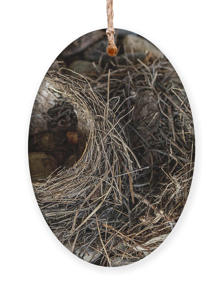 Animals Ornament featuring the photograph Empty Nest - Wildlife Photography 2 by Amelia Pearn