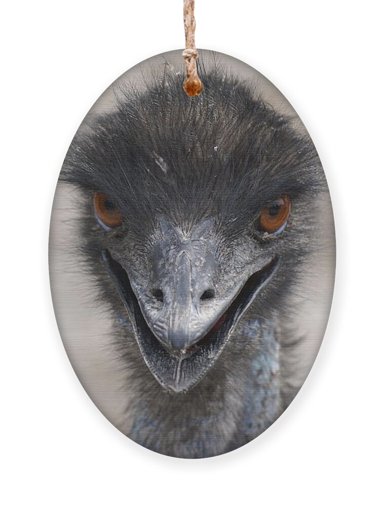  Ornament featuring the photograph Emu Gaze by Heather E Harman
