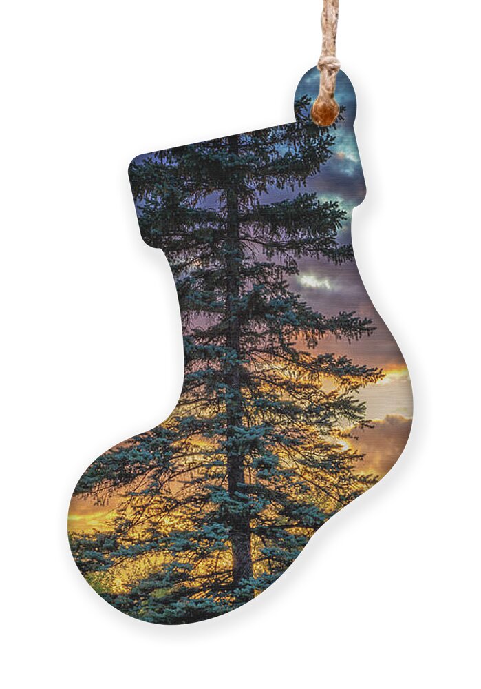 Pine Ornament featuring the photograph Evergreen by Becqi Sherman