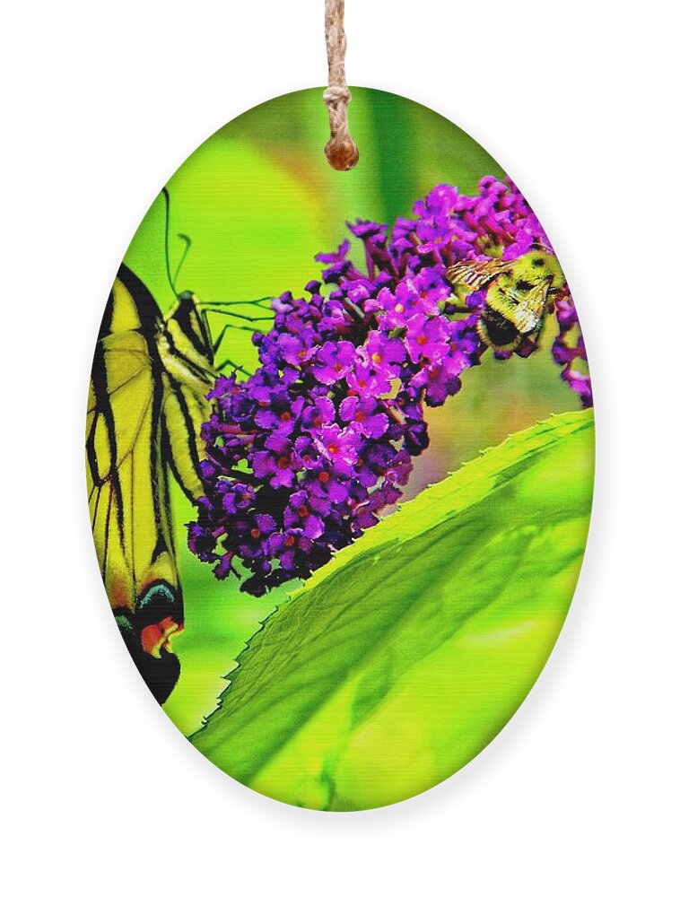 Butterfly Ornament featuring the photograph Everyday Life by Allen Nice-Webb