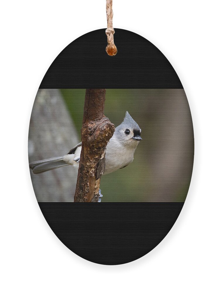 Bird Ornament featuring the photograph Eye Contact by Linda Bonaccorsi