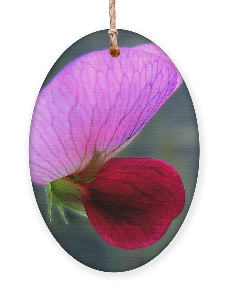 Flower Ornament featuring the photograph Eye Jewel by Micki Findlay