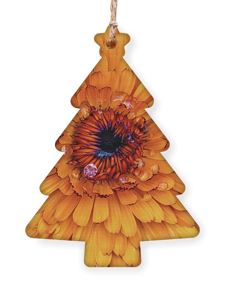 Orange Flower Ornament featuring the photograph Eye of the Flower by Abigail Diane Photography