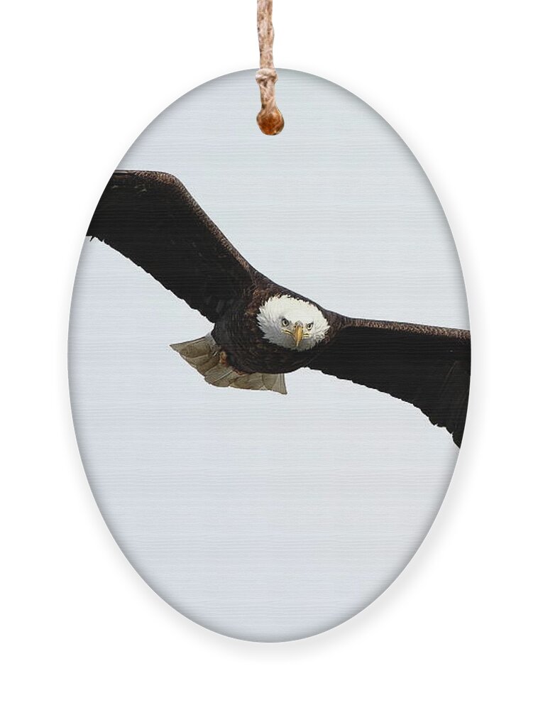 Bird Ornament featuring the photograph Eyes On The Prize by Lens Art Photography By Larry Trager
