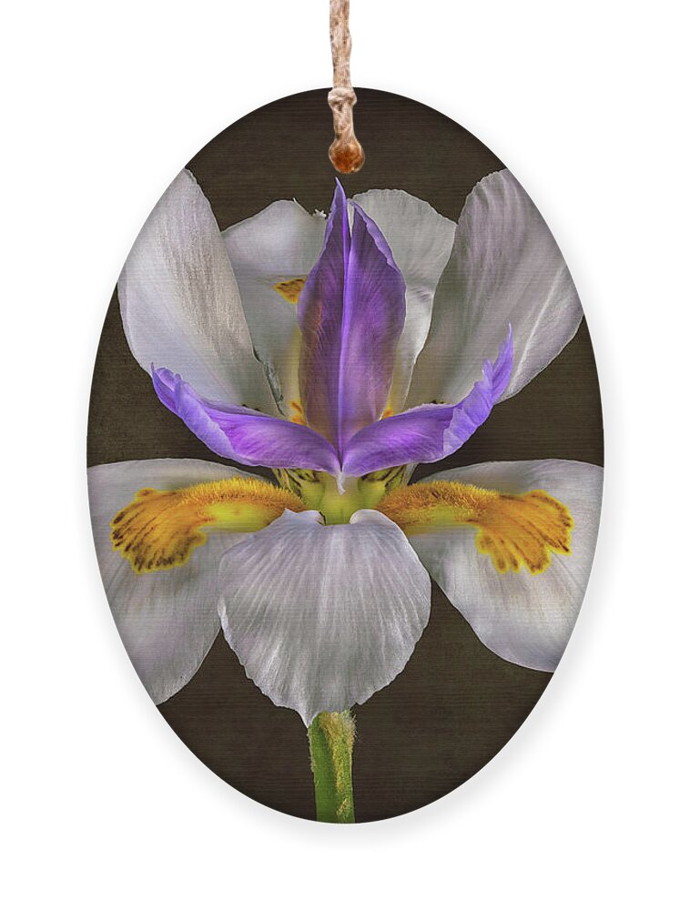 Iris Ornament featuring the photograph Fairy Iris by Endre Balogh