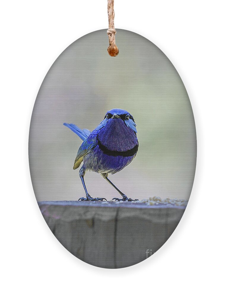 Bird Ornament featuring the photograph Fairy Wren with Attitude by Elaine Teague