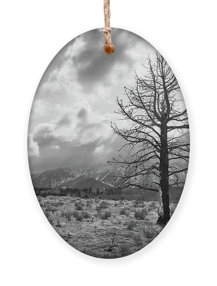 The Sierra Nevada Ornament featuring the photograph Faithfully Standing by American Landscapes