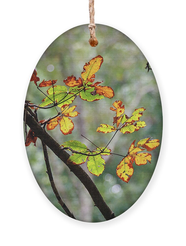 Leaf Ornament featuring the photograph Fall Leaves by David Beechum