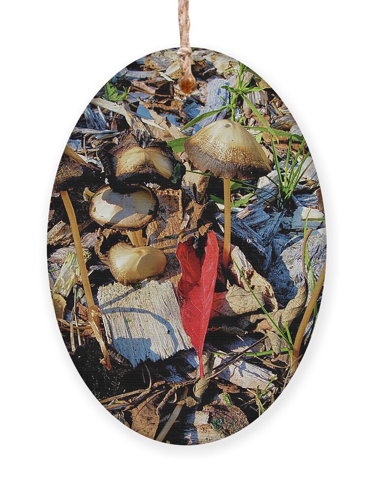 Fall Ornament featuring the photograph Fall Mushrooms I by Scott Olsen