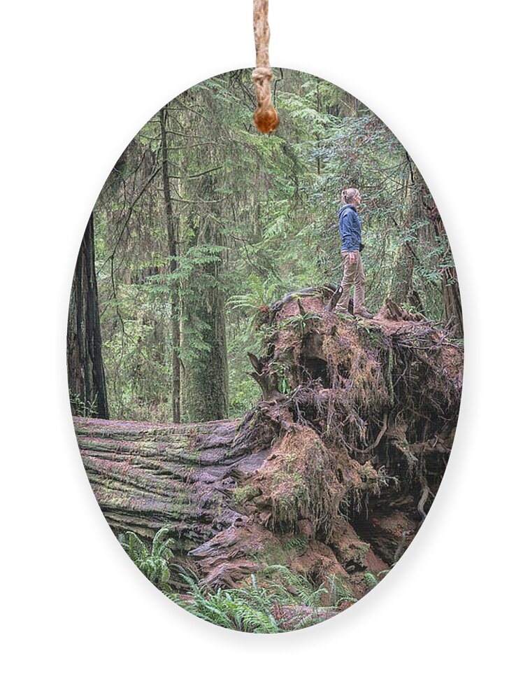 Boy Scout Trail Ornament featuring the photograph Fallen Giant by Rudy Wilms