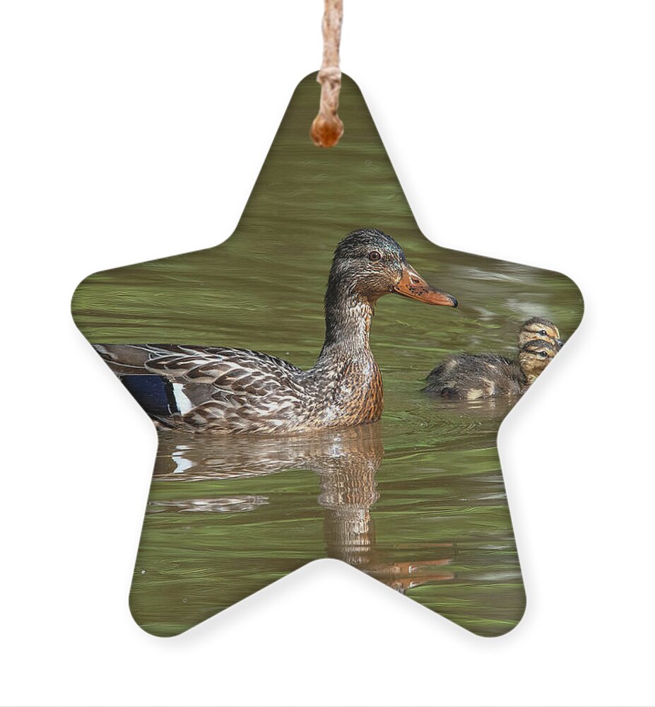 Nature Ornament featuring the photograph Family of Mallard Ducks DWF0242 by Gerry Gantt