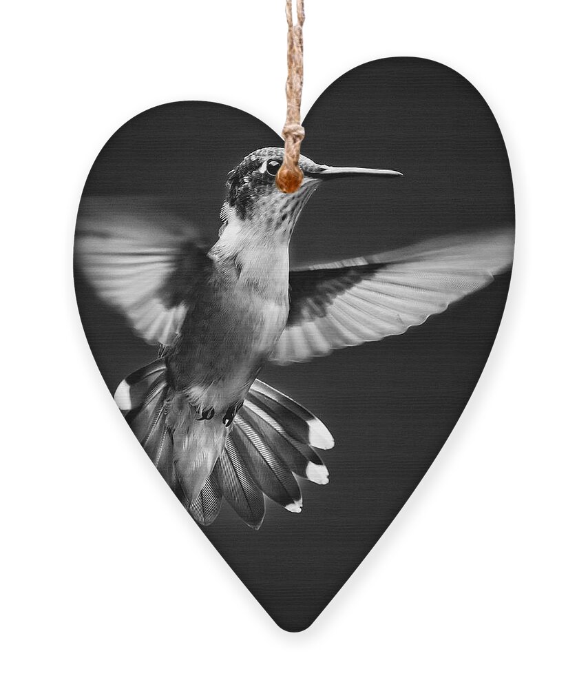 Hummingbird Ornament featuring the photograph Fantail Hummingbird by Christina Rollo