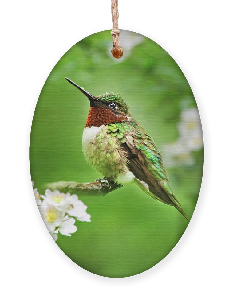 Hummingbird Ornament featuring the photograph Fauna and Flora - Hummingbird with Flowers by Christina Rollo