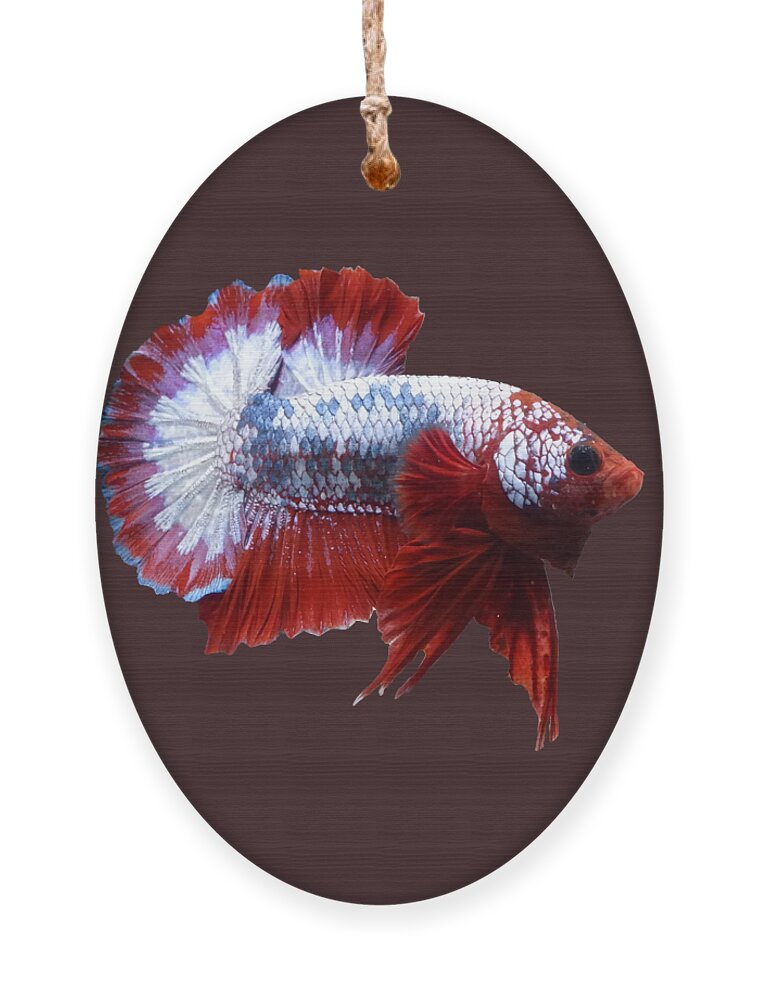 What Is The String Hanging From Betta?!?!