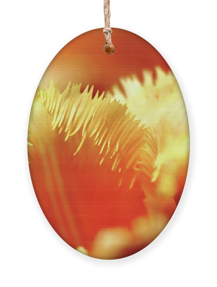 Tulip Ornament featuring the photograph Feathered Petals by Lens Art Photography By Larry Trager