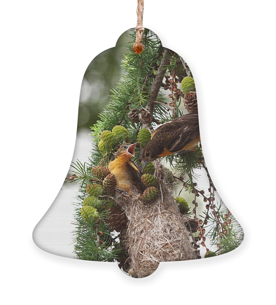 Oriole Ornament featuring the photograph Feeding Time by Jayne Carney