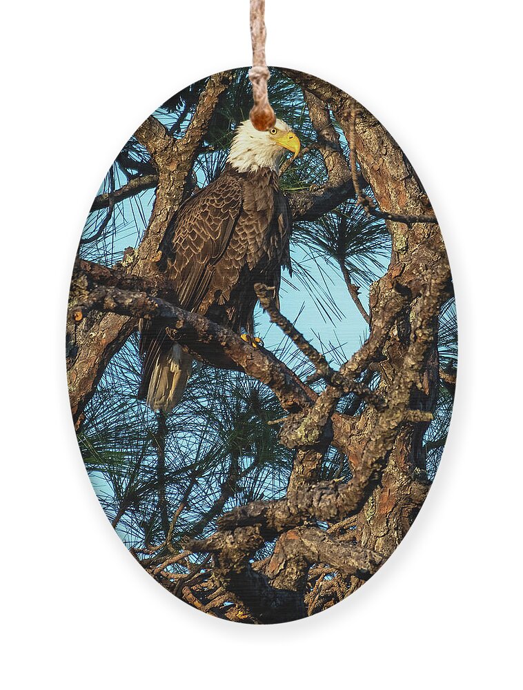 Eagle Ornament featuring the photograph Female Bald Eagle on Nest by Bradford Martin