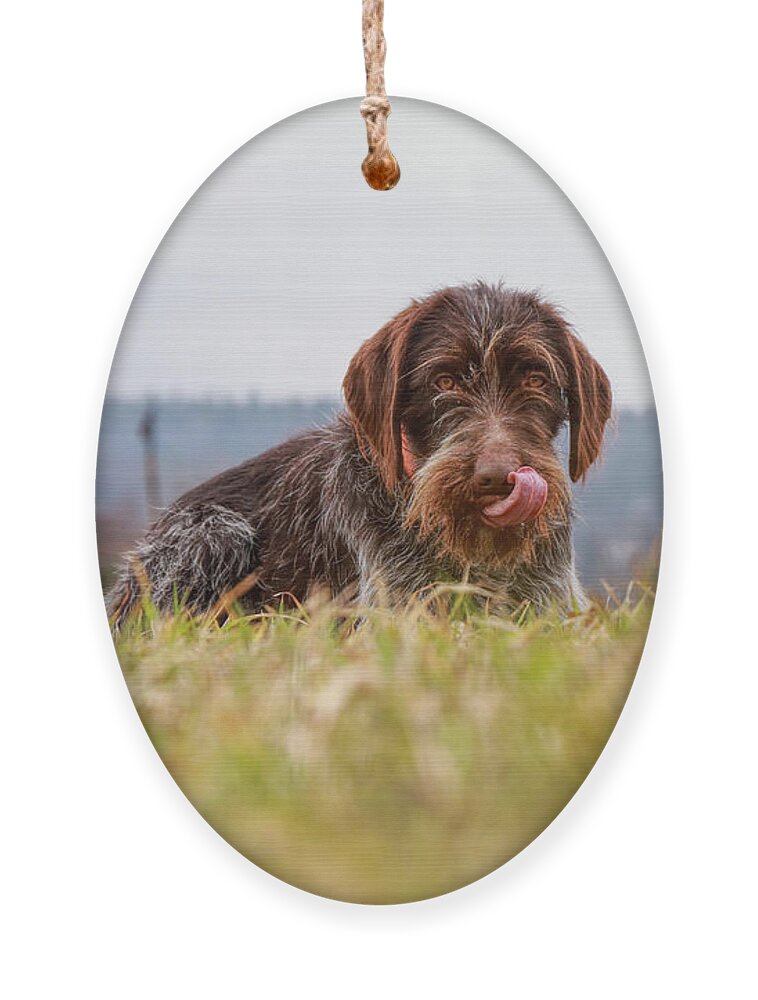 Bohemian Wire Ornament featuring the photograph Female dog is laughing his head off. Bohemian wire dog is scratching her muzzle. Itchiness is evil. by Vaclav Sonnek