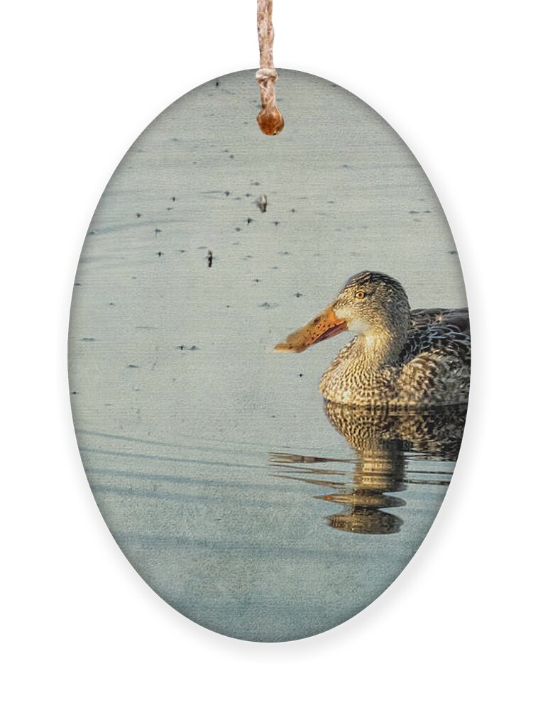 Northern Shoveler Ornament featuring the photograph Female Northern Shoveler Duck Facing the Light by Belinda Greb