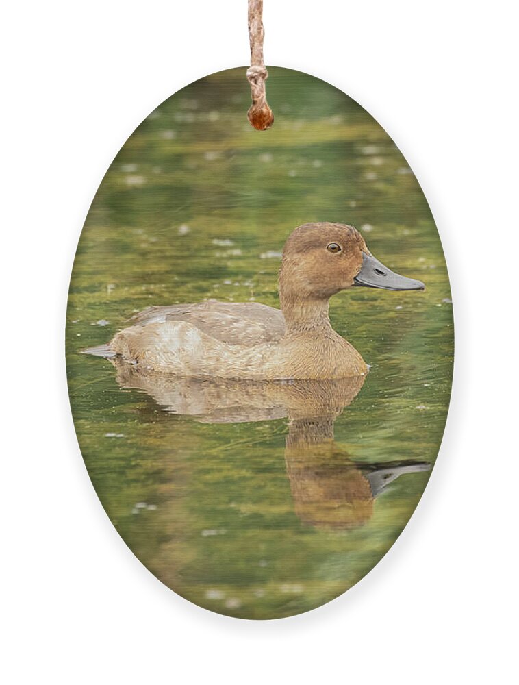 Female Redhead Ornament featuring the photograph Female Redheaded Duck 2016 by Thomas Young