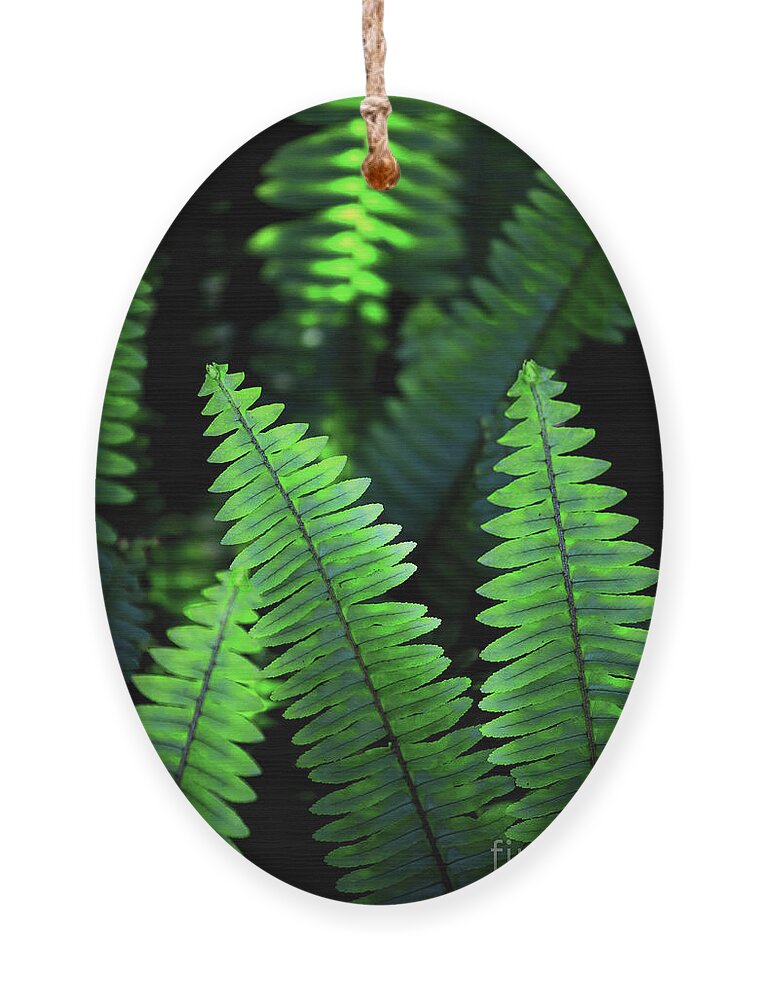 Botanical Ornament featuring the photograph Ferns by Becqi Sherman