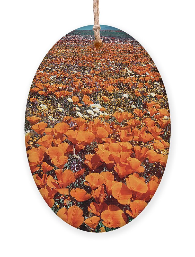 Dave Welling Ornament featuring the photograph Field Of California Poppies Desert Dandelions California by Dave Welling
